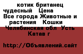 котик британец чудесный › Цена ­ 12 000 - Все города Животные и растения » Кошки   . Челябинская обл.,Усть-Катав г.